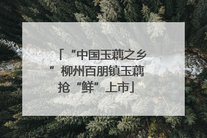 “中国玉藕之乡”柳州百朋镇玉藕抢“鲜”上市