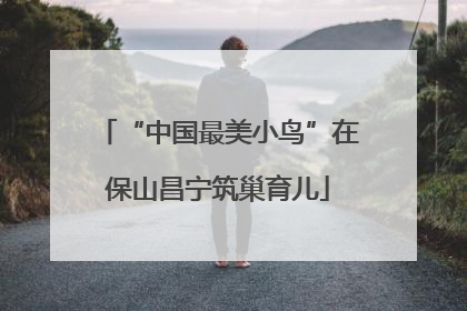 “中国最美小鸟”在保山昌宁筑巢育儿