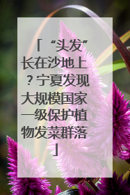 “头发”长在沙地上？宁夏发现大规模国家一级保护植物发菜群落