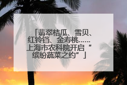 翡翠桔瓜、雪贝、红铃铛、金寿桃……上海市农科院开启“缤纷蔬菜之约”