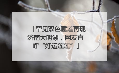 罕见双色睡莲再现济南大明湖，网友直呼“好运莲莲”