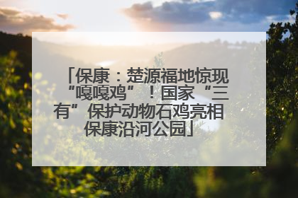 保康：楚源福地惊现“嘎嘎鸡”！国家“三有”保护动物石鸡亮相保康沿河公园