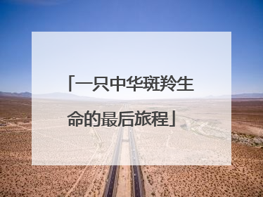 一只中华斑羚生命的最后旅程