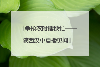争抢农时插秧忙——陕西汉中夏播见闻