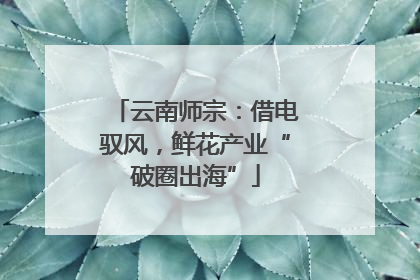 云南师宗：借电驭风，鲜花产业“破圈出海”