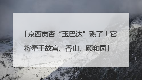 京西贡杏“玉巴达”熟了！它将牵手故宫、香山、颐和园