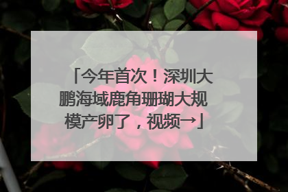 今年首次！深圳大鹏海域鹿角珊瑚大规模产卵了，视频→