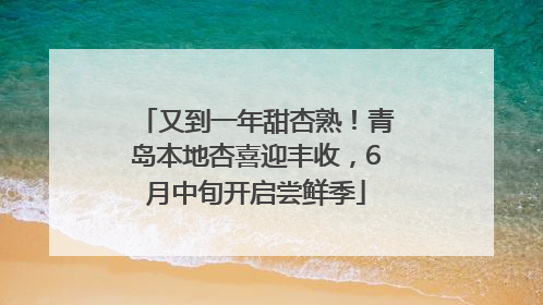 又到一年甜杏熟！青岛本地杏喜迎丰收，6月中旬开启尝鲜季
