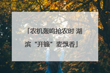 农机轰鸣抢农时 湖滨“开镰”麦飘香