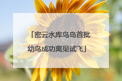 密云水库鸟岛首批幼鸟成功离巢试飞
