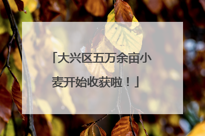 大兴区五万余亩小麦开始收获啦！