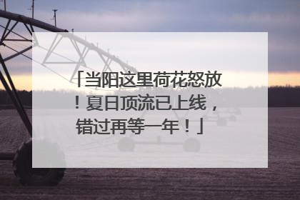 当阳这里荷花怒放！夏日顶流已上线，错过再等一年！