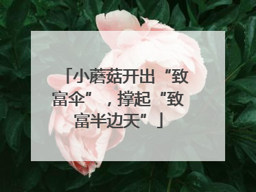 小蘑菇开出“致富伞”，撑起“致富半边天”