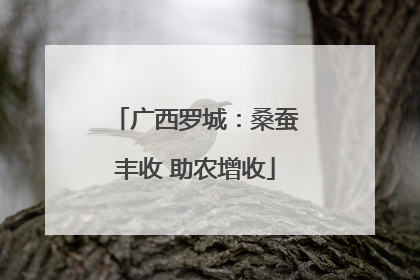 广西罗城：桑蚕丰收 助农增收