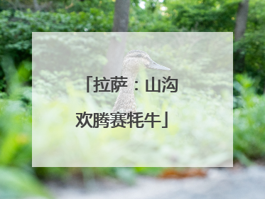 拉萨：山沟欢腾赛牦牛