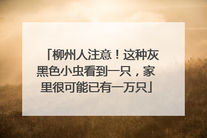 柳州人注意！这种灰黑色小虫看到一只，家里很可能已有一万只