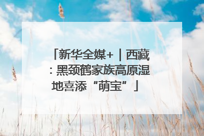 新华全媒+｜西藏：黑颈鹤家族高原湿地喜添“萌宝”