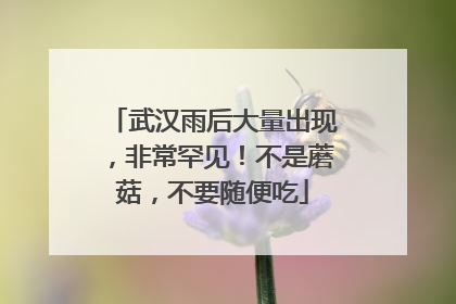 武汉雨后大量出现，非常罕见！不是蘑菇，不要随便吃
