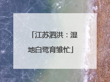 江苏泗洪：湿地白鹭育雏忙