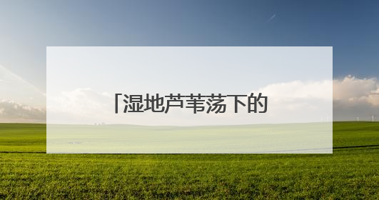 湿地芦苇荡下的鸟儿繁育胜地