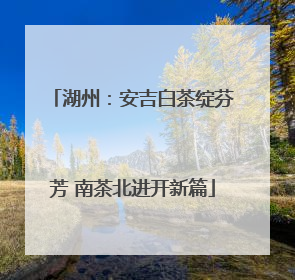 湖州：安吉白茶绽芬芳 南茶北进开新篇