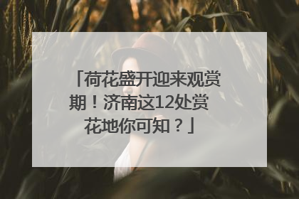 荷花盛开迎来观赏期！济南这12处赏花地你可知？