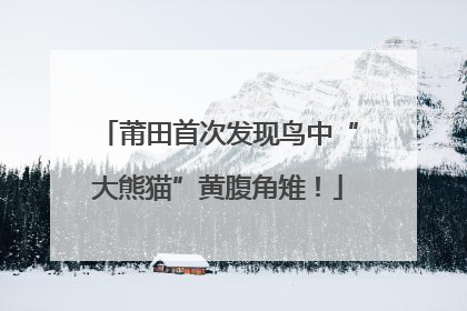 莆田首次发现鸟中“大熊猫”黄腹角雉！