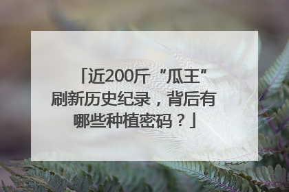 近200斤“瓜王”刷新历史纪录，背后有哪些种植密码？