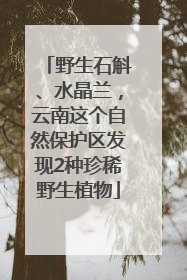 野生石斛、水晶兰，云南这个自然保护区发现2种珍稀野生植物