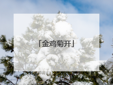 金鸡菊开