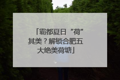霸都夏日“荷”其美？解锁合肥五大绝美荷塘
