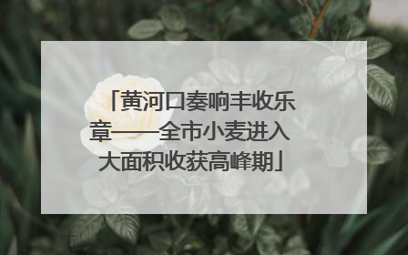 黄河口奏响丰收乐章——全市小麦进入大面积收获高峰期