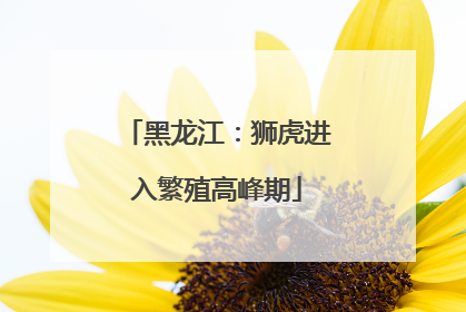 黑龙江：狮虎进入繁殖高峰期