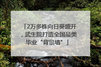 2万多株向日葵盛开，武生院打造全国最美毕业“背景墙”